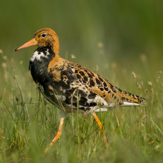 Ruff | BTO - British Trust for Ornithology